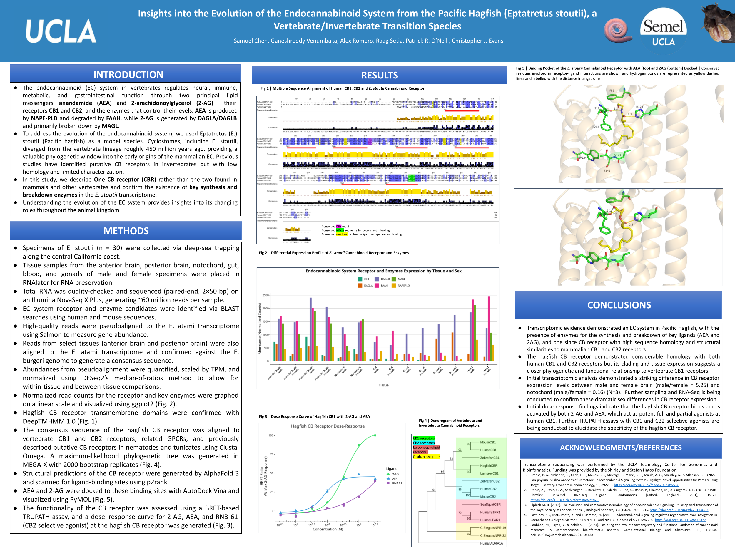 Cannabinoid receptors poster
