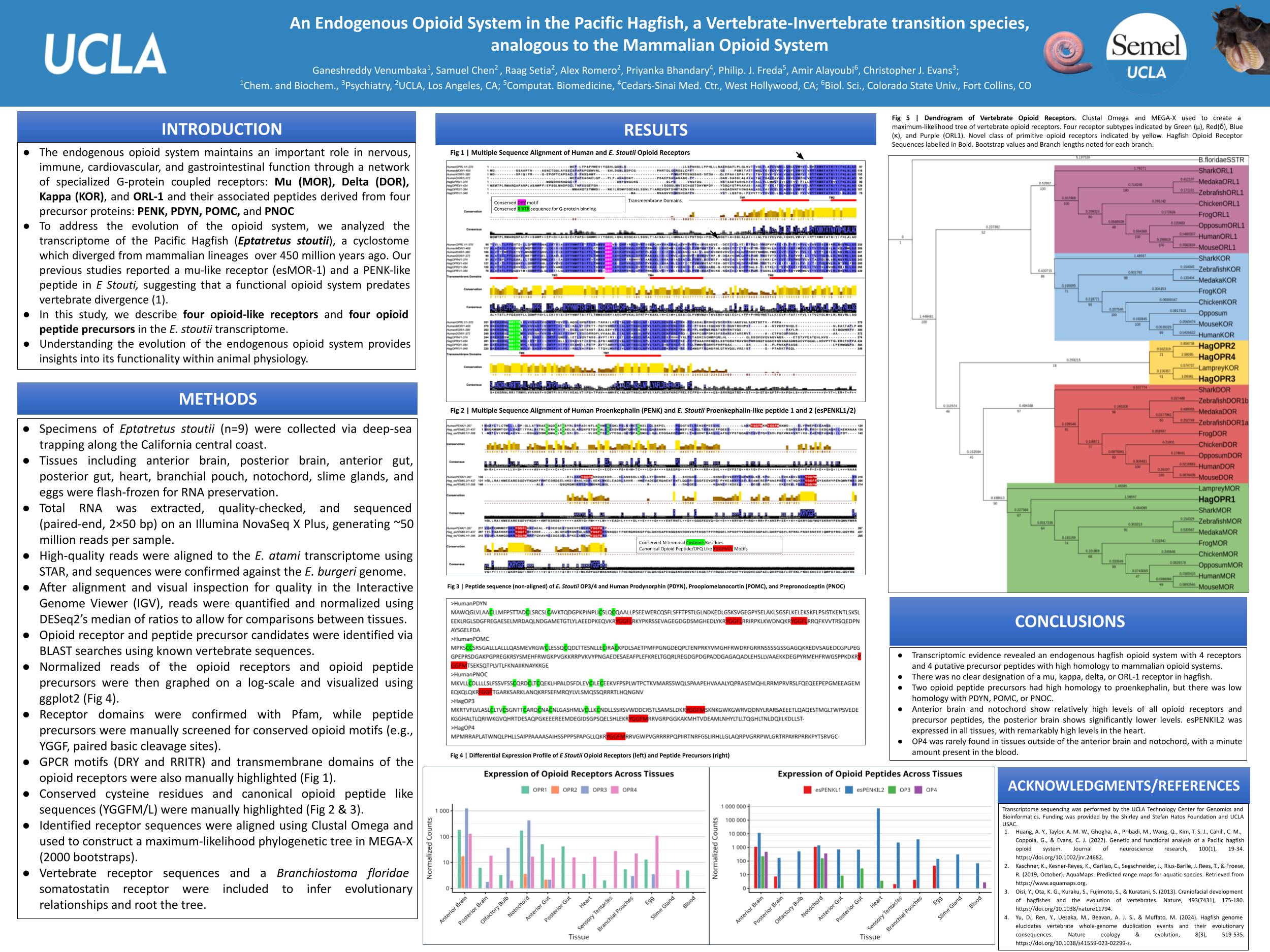 Opioid receptors poster