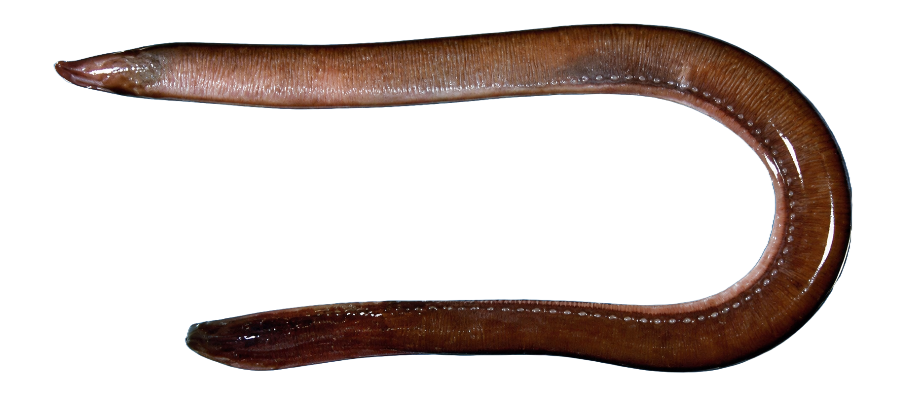 Hagfish illustration